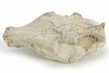 Bargain, Fossil Oreodont (Merycoidodon) Skull - South Dakota #249270-5